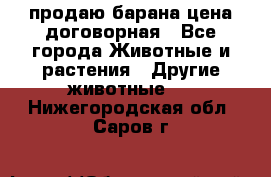 продаю барана цена договорная - Все города Животные и растения » Другие животные   . Нижегородская обл.,Саров г.